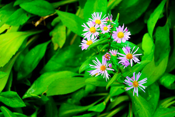 Pink Wildflowers Surrounded by Lush Green Foliage in Nature Scene
