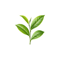 Green Tea Leaf Branch Isolated on Transparent Background