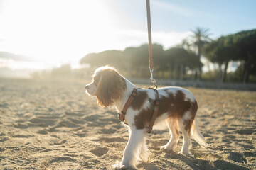 A cute Cavalier King Charles Spaniel puppy sitting on a sandy beach during sunset. The soft...