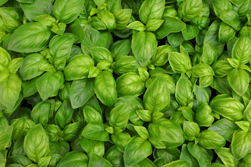 green leaves of aromatic BASIL plant ideal for recipes Southern Europe areas