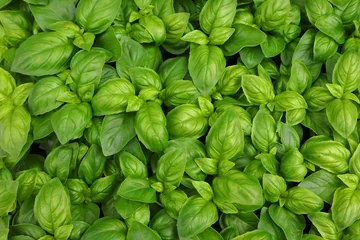 Fototapete Mediterranes Europa green leaves of aromatic BASIL plant ideal for recipes Southern Europe areas  © ChiccoDodiFC
