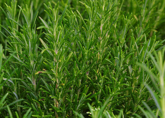 backdrop of small aromatic leaves of ROSEMARY a scented plant used for flavorful dishes in ITALY and nations of the Mediterranean Sea