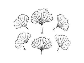 Ginkgo leaf line art vintage botanical illustration intricate leaf design