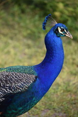 Obraz premium Peacock Pavo Real 