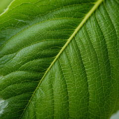 green leaf texture