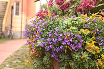 Fototapeta premium Old street in Italian village with spring violet flowers in pot. Nature and garden. Seasons and nature. Background for design.