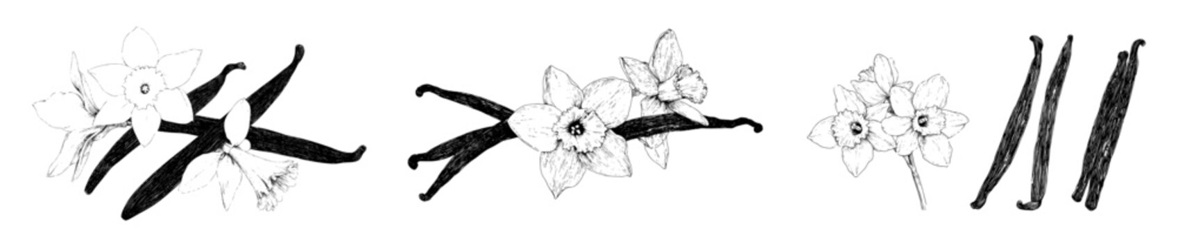 Vanilla flowers and pods are outlined in a hand-drawn style with a spices sketch theme, presented as a modern vanilla orchid illustration on an isolated background