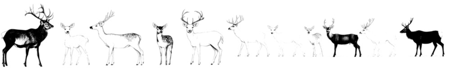Fototapeta premium The illustration features an isolated deer in a beautiful ink sketch, with the background showcasing a Northern reindeer and a stag silhouette in a work of art