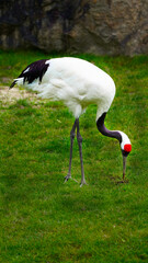Red-Crowned Crane Feeding on Green Grass
