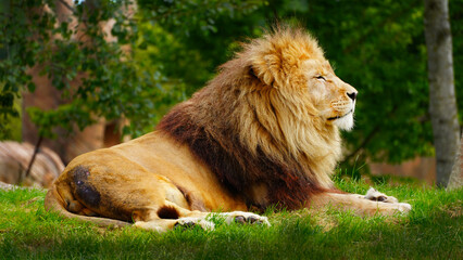 Naklejka premium Majestic Lion Resting Peacefully in Nature
