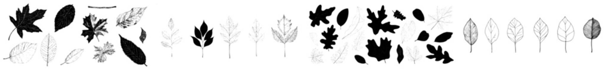 Obraz premium Charcoal doodle illustration featuring hand-drawn autumn leaves, including maple, oak, and birch, perfect for print design showcasing fall foliage and seasonal nature themes
