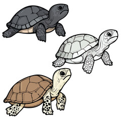 Naklejka premium turtle, reptile, vector, transparent background, various