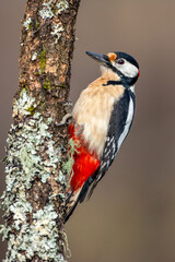 Grote Bonte Specht; Great Spotted Woodpecker; Dendrocopos major PicaPinos