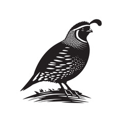California quail Vector - Minimalist California quail Silhouette - Illustration of California quail - Black and White California Quail Design.
