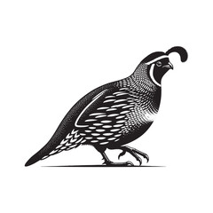 California quail Vector - Minimalist California quail Silhouette - Illustration of California quail - Black and White California Quail Design.