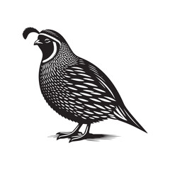 California quail Vector - Minimalist California quail Silhouette - Illustration of California quail - Black and White California Quail Design.