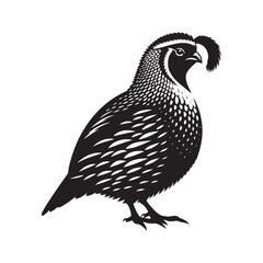 California quail Vector - Minimalist California quail Silhouette - Illustration of California quail - Black and White California Quail Design.