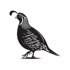 California quail Vector - Minimalist California quail Silhouette - Illustration of California quail - Black and White California Quail Design.