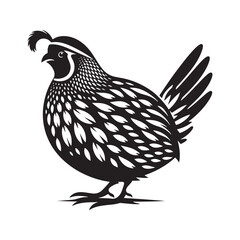 California quail Vector - Minimalist California quail Silhouette - Illustration of California quail - Black and White California Quail Design.