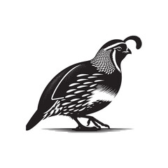 California quail Vector - Minimalist California quail Silhouette - Illustration of California quail - Black and White California Quail Design.