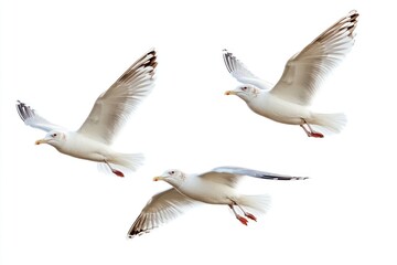 Fototapeta premium Seagull birds flying seagulls background white.