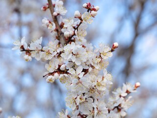 Close-up of blossom apricot tree branch against blue sky