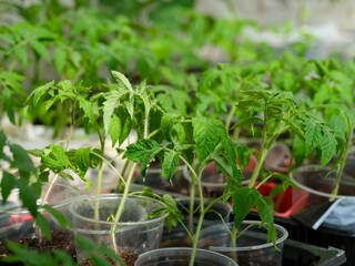 A lot of tomato plant seedlings in plastic containers.