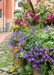 Old street in Italian village with spring violet flowers in pot. Nature and garden. Seasons and nature. Background for design.