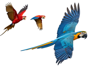
Vivid and detailed image of a Blue and Gold Macaw parrot in mid-flight, isolated on a transparent background. This exotic tropical bird with bright blue, yellow, and gold feathers is perfect for wild