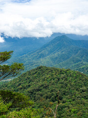 Lush green tropical rainforest covering a mountain slope under a cloudy sky. Dense jungle vegetation creates a rich natural landscape, ideal for themes of biodiversity, conservation, and eco-tourism.