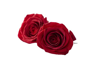 Red rose on transparent background 