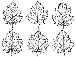 Hickory leaf elegant line art capturing nature’s unique texture and style
