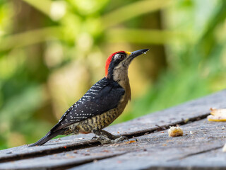 Schläfenfleckspecht, Melanerpes pucherani