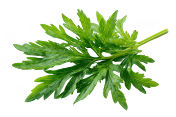 Green mugwort leaf close up on transparent background