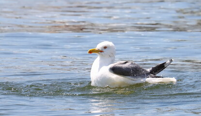 Yellow-legged gull in sea, Larus michahellis, birds of Montenegro