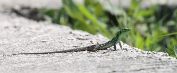 Mediterranean wall lizard on stone background