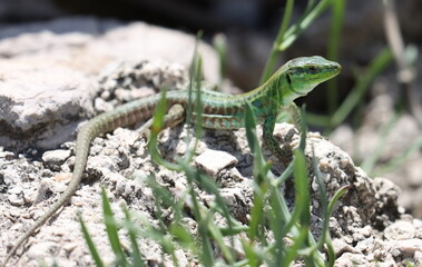 Mediterranean wall lizard on stone background