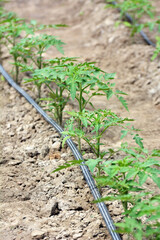 Greenhouse with drip irrigation when growing tomatoes