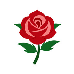 Fototapeta premium Red and beautiful Rose flower vector illustration