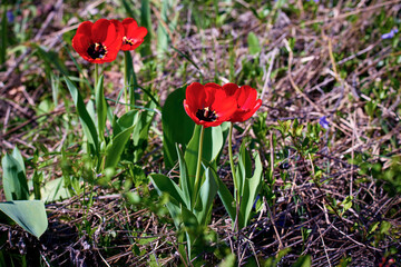 wild red tulips blooming in a field