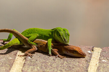 Green anole (Anolis carolinensis) during mating, knows as Carolina anole, Carolina green anole, etc.  United States and sometimes referred to as the American chameleon.