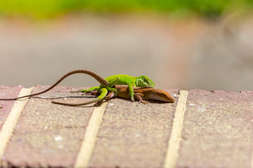 Green anole (Anolis carolinensis) during mating, knows as Carolina anole, Carolina green anole, etc.  United States and sometimes referred to as the American chameleon.