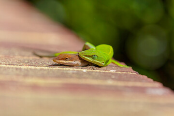 Green anole (Anolis carolinensis) during mating, knows as Carolina anole, Carolina green anole, etc.  United States and sometimes referred to as the American chameleon.