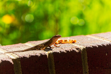 Green anole ( Anolis carolinensis) , knows as  Carolina anole, Carolina green anole, etc.  United States and sometimes referred to as the American chameleon.