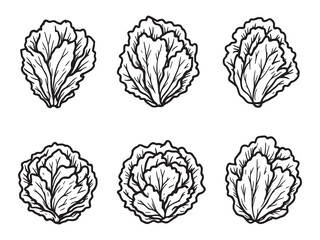 Lettuce line art elegant sketch for fresh food lovers style