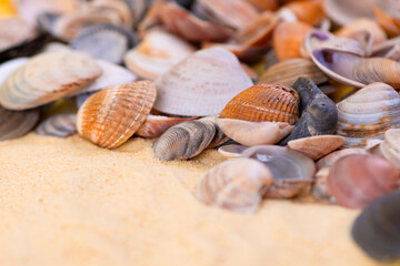 A collection of Colorful Seashells beautifully scattered on a Sandy Beach, inviting you