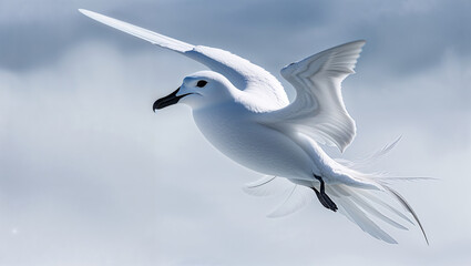 Fototapeta premium Graceful white bird soaring high above the sky with open wings