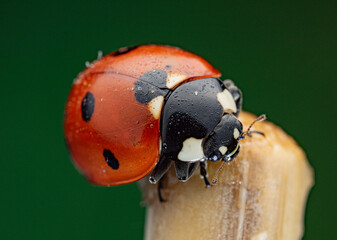 The image shows a ladybug with red wings and black spots. It is sitting on a stem, with black and white markings clearly visible on its body. The background is dark and blurred.