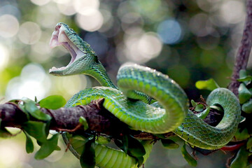 Hagens pit viper snakes on the branch