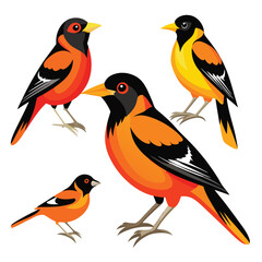Oriole birds set isolated shilhotee vector on white background